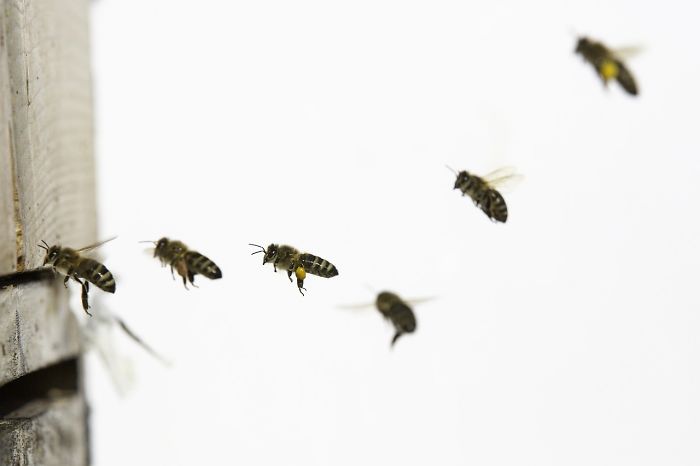 The Number Of Honey Bees In The US Is Growing, Some States Are Experiencing Around 70% Increase Over The Last 2 Years