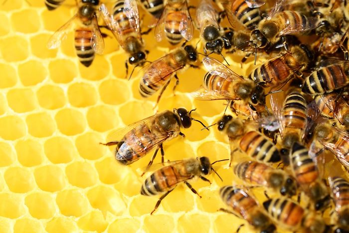 The Number Of Honey Bees In The US Is Growing, Some States Are Experiencing Around 70% Increase Over The Last 2 Years