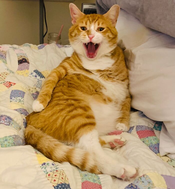 Our Cat Desmond Jones Is A Habitual Yawner.