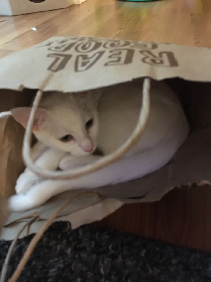Our Kitten, Pinky Rainbow Loves Hanging Out In Paper Bags Of Any Kind Or Size.