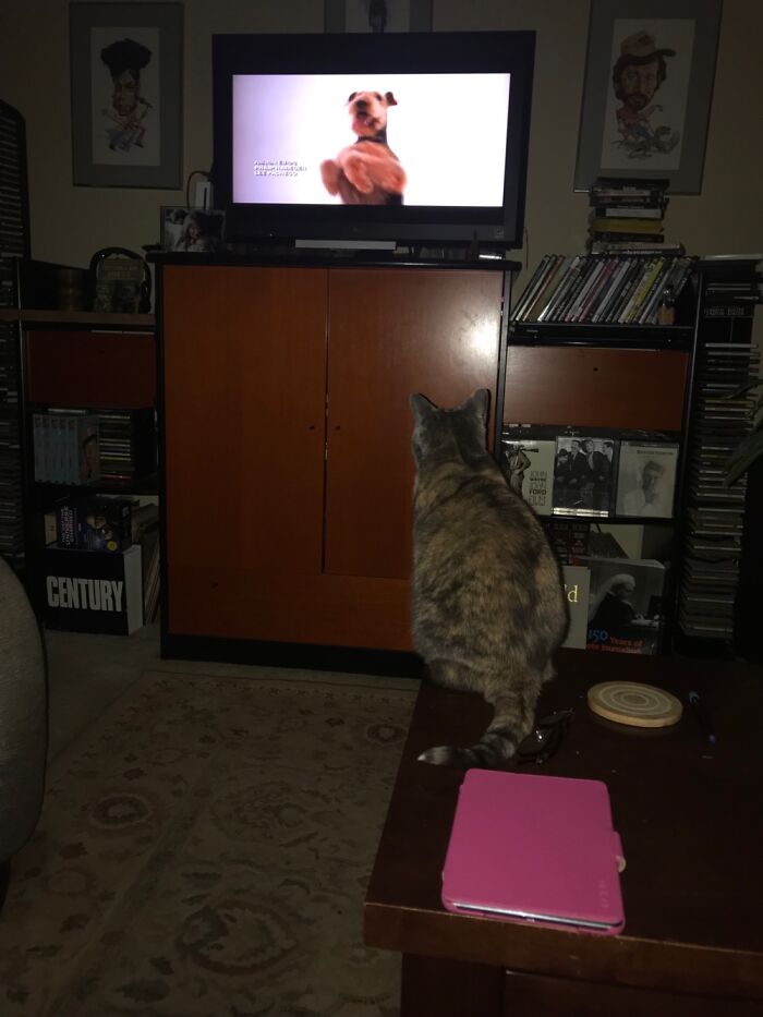My Cat Likes To Watch “Dogs 101”.