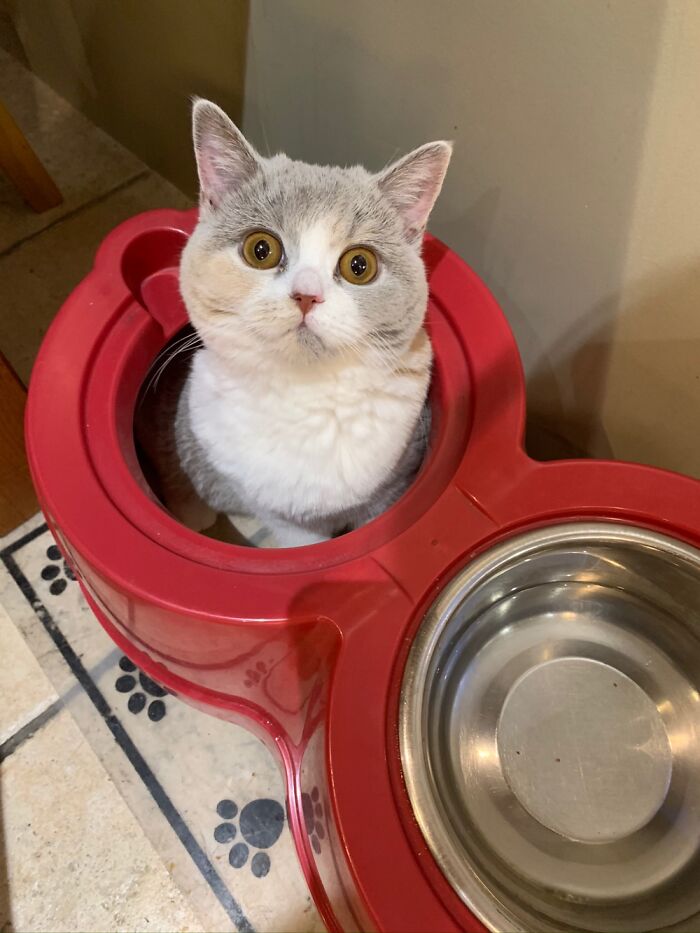 Luna Loves To Hide In The Dog’s Food Bowls!