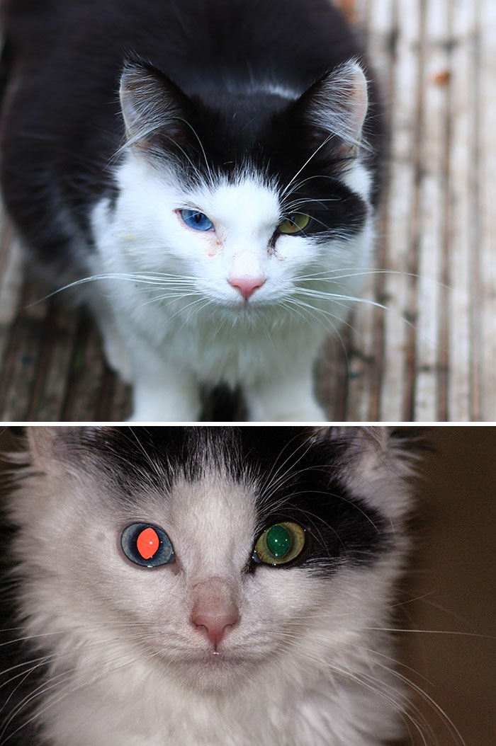My Cat Domino Has Heterochromia Which Has The Side-Effect That Light Reflects Differently Causing Him To Look Like The Terminator