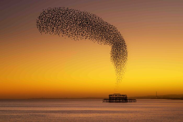 Your View Commended: Adrian Mills, 'West Pier Starlings', East Sussex