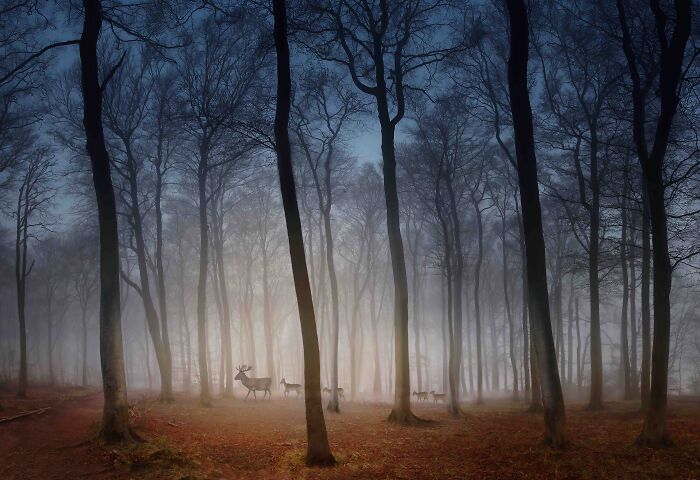 Your View Commended: Peter North, 'Deer In Dawn Mist', Hertfordshire