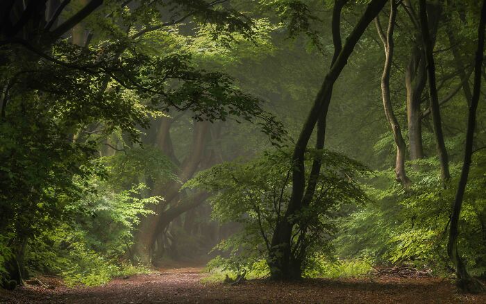 Your View Commended: Will Milner, 'Mirkwood', Buckinghamshire