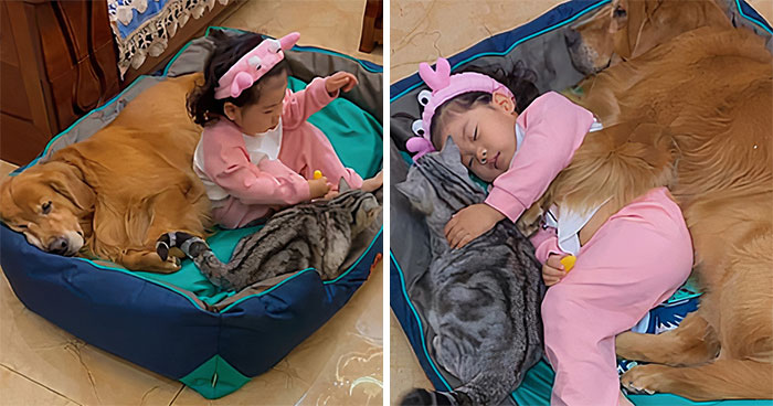 Watch Little Girl Get Ready For A Nap With Her Golden Retriever Dabao And Cat Motor