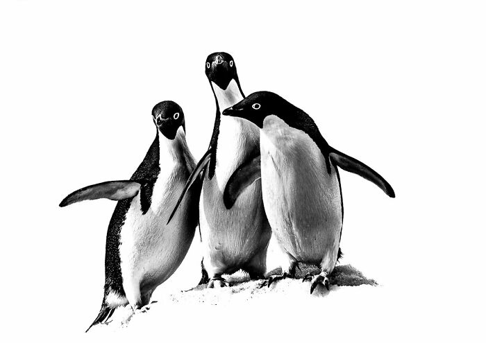 Highly Commended: 'Penguin Parliament' By Russell Millner