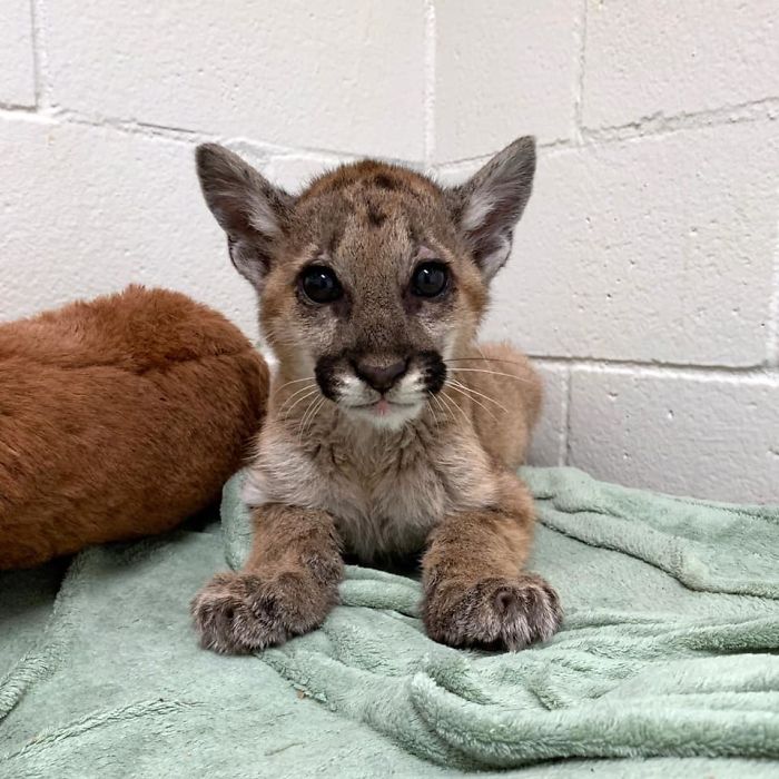 After Being Found Starving And Severely Dehydrated, 14-Week-Old Mountain Lion Cub Doubles Her Weight And Is Now Thriving