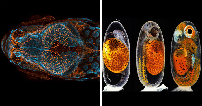 The Nikon Small World 2020 Competition Just Happened & Here Are The Top 20 Winners