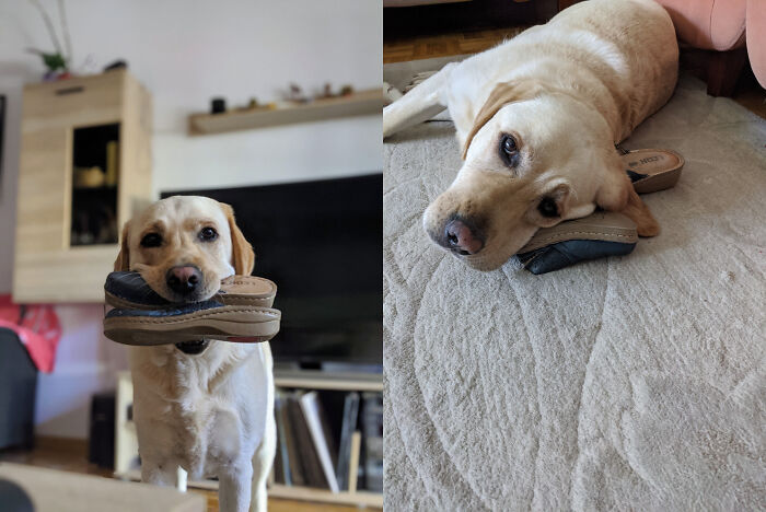 My Dog Has A Thing For Indoor Slippers. He's Always Taking Mine And Just Walks Around With Them In His Mouth Or Uses Them As A Pillow.
