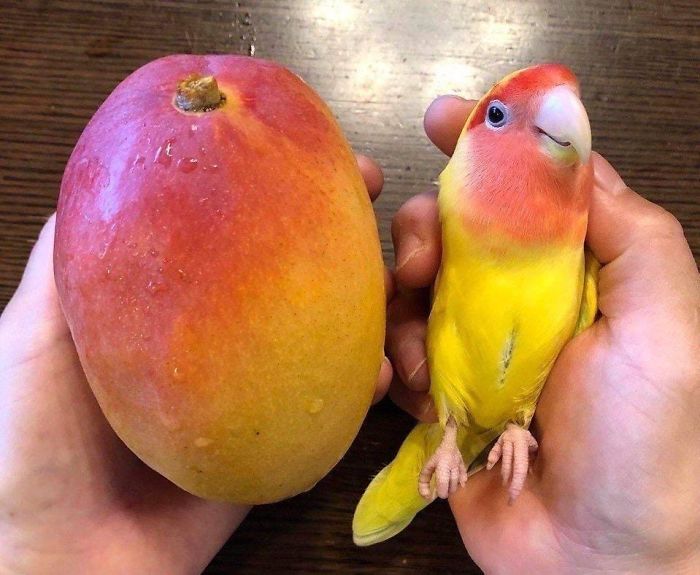 Perfect Resemblance Between Parrot And Mango