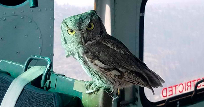 Owl Casually Flies Into Helicopter That’s In Flight Over Californian Wildfires