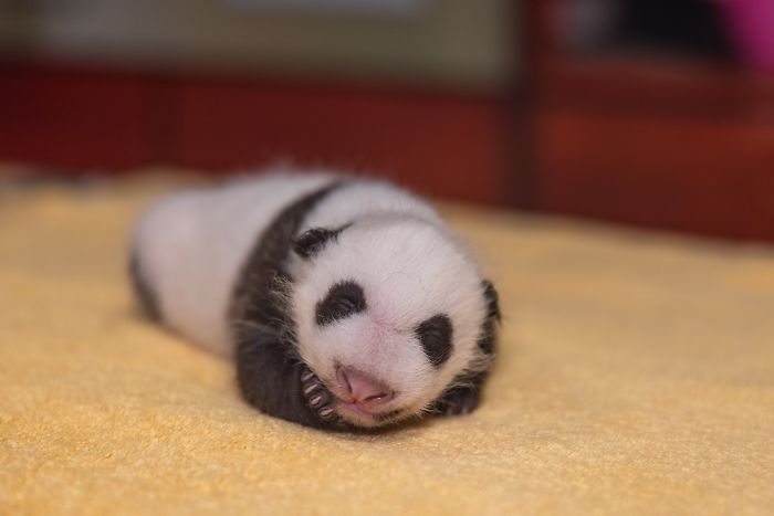 National Zoo Shares Photos Of A 1-Month-Old Panda Cub And It's Unbearably Cute