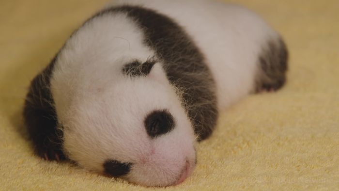 National Zoo Shares Photos Of A 1-Month-Old Panda Cub And It's Unbearably Cute