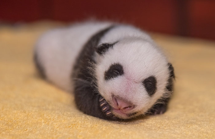 National Zoo Shares Photos Of A 1-Month-Old Panda Cub And It’s Unbearably Cute