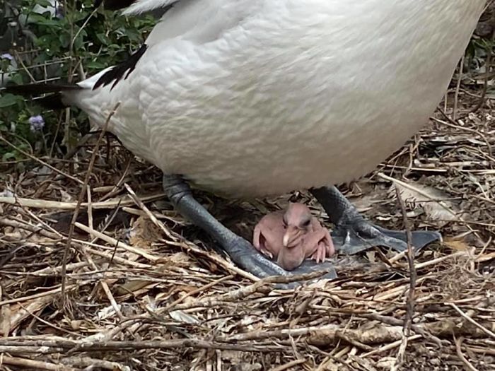 Rescue Pelican Shows His Excitement After Seeing An Egg Hatch After 6 Years Of Waiting