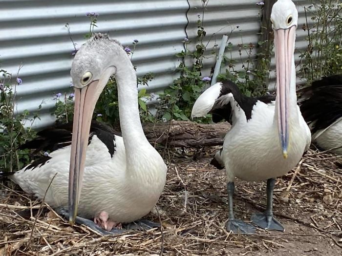 Rescue Pelican Shows His Excitement After Seeing An Egg Hatch After 6 Years Of Waiting
