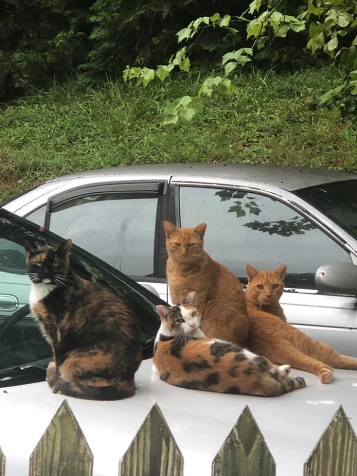 Estos gatos ferales vienen a mi casa y se han dormido sobre mi coche