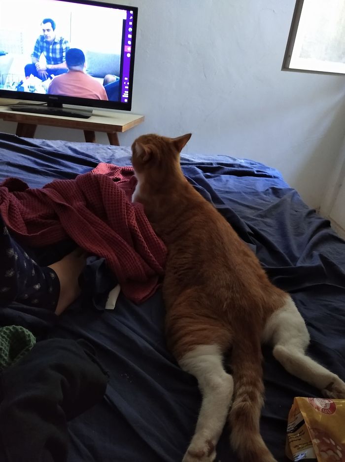My House, My Bed, Not My Cat! This Is Max, A Ginger Cat That Belongs To My Neighbor, And He Came By To Watch Some TV With Me