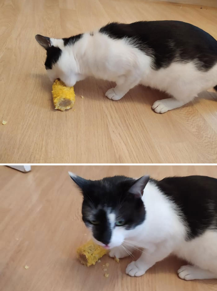 Most People Have A Story About A "Not My Cat" Coming In And Stealing A Steak Or A Chicken. This "Not My Cat" Just Came In And Stole My....sweetcorn