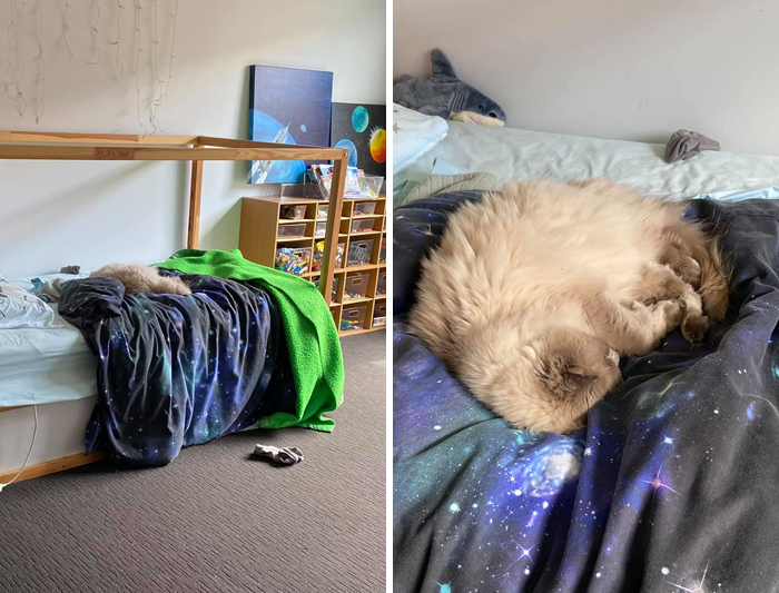 When You’ve Had The Doors Open Earlier In The Day To Air Out The House And Later Walk Past Your Sons Room To Find That You Now Have A Cat! My Sons Bed, Not My Cat!