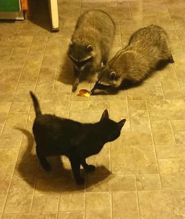 My Kitchen, Not My Cat...... Well, The Little Black One Is. Little Freddie Flew In Between These Guys And Body Checked Them When She Saw They Were Coming In To Visit. P.s. No One Likes My Cornbread