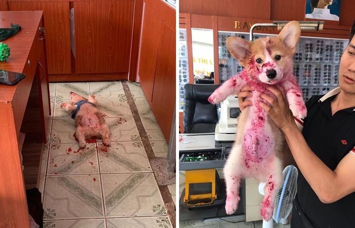 The Owner Found His Dog Lying On The Floor, All Covered In Red Sticky Liquid. It Was Just Dragon Fruit All Along!