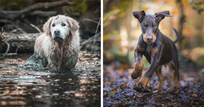 Here are 20 Of My Favorite Photographs Of Dogs Playing In Autumn