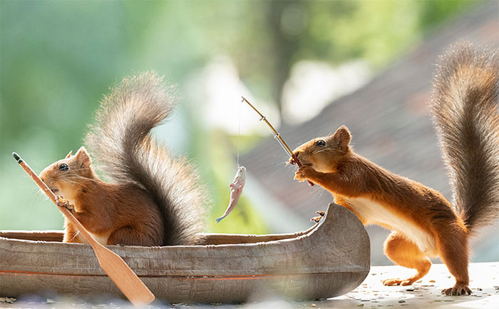Red Squirrels Interact With My Props While I Photograph Them, And They Make The Cutest Pics (30 New Pics)