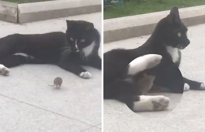 Someone Captures A Real-Life Tom And Jerry: A Mouse Running Up To A Cat To 'Cuddle' After Being Chased Around