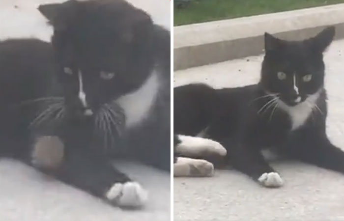 lyrics novelty shore Someone Captures A Real-Life Tom And Jerry: A Mouse Running Up To A Cat To  'Cuddle' After Being Chased Around | Bored Panda