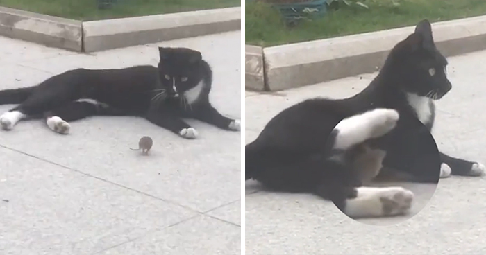 Someone Captures A Real-Life Tom And Jerry: A Mouse Running Up To A Cat To ‘Cuddle’ After Being Chased Around