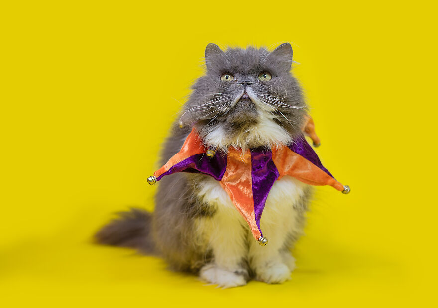 The Kitties Took Photos In The Studio Today!