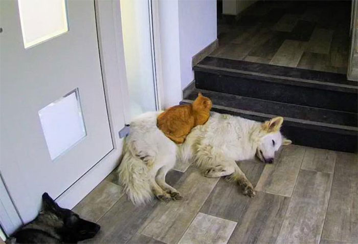 “We Saved A Kitten, The Dog Helped Us To Raise Him, And Now The Cat Thinks He’s A Dog, And It’s Just Adorable”