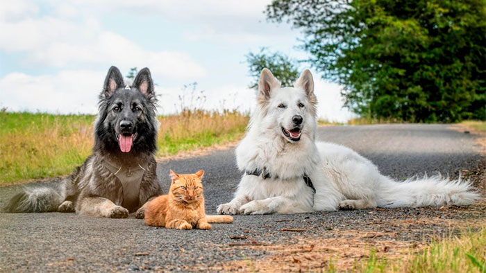 “We Saved A Kitten, The Dog Helped Us To Raise Him, And Now The Cat Thinks He’s A Dog, And It’s Just Adorable”