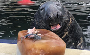Seal Gets Surprised With A Giant Ice Fish Cake On His 31st Birthday