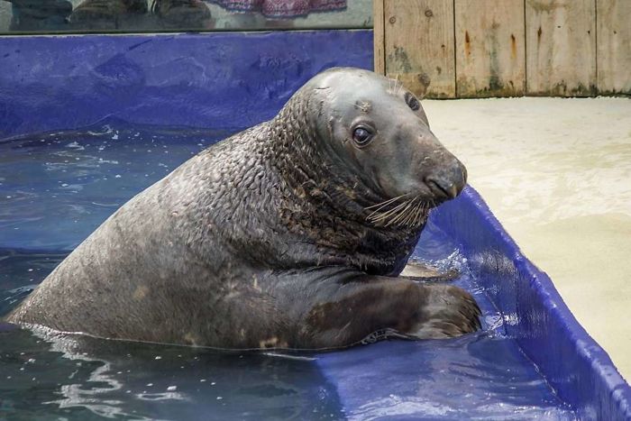 Seal Gets Surprised With A Giant Ice Fish Cake On His 31st Birthday
