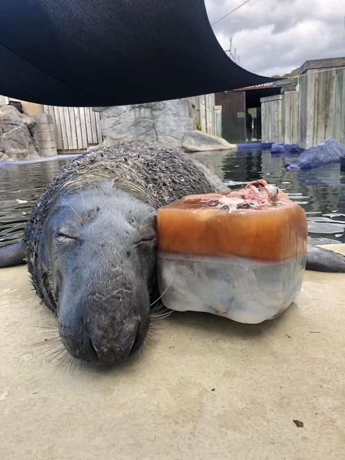Seal Gets Surprised With A Giant Ice Fish Cake On His 31st Birthday