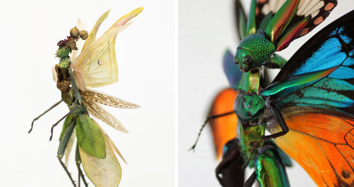 Here Are 18 Surreal Bug Fairies Made From Dead Insects Made By This Amsterdam-Based Artist