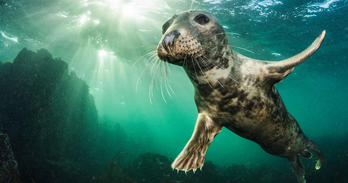 15 Of The Best Animal Images Of The Decade From The British Wildlife Photography Awards