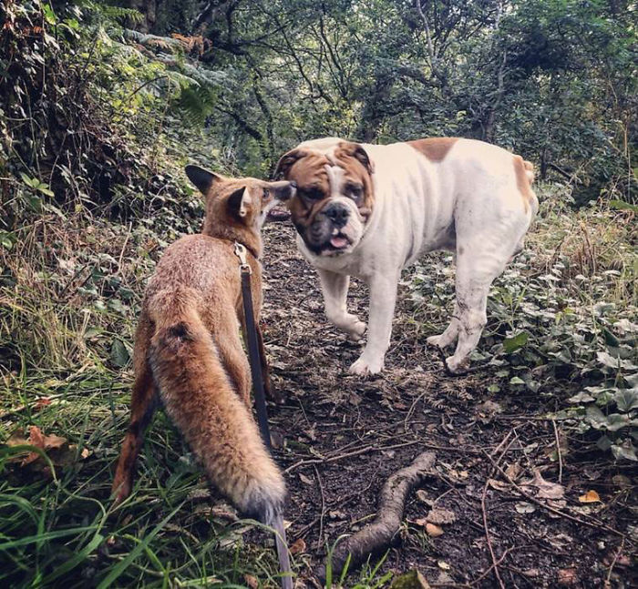 Rescue Fox And A Bulldog Become Inseparable And Form A Real-Life “The Fox And The Hound” Friendship