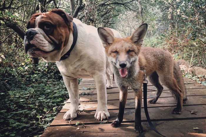 Rescue Fox And A Bulldog Become Inseparable And Form A Real-Life “The Fox And The Hound” Friendship