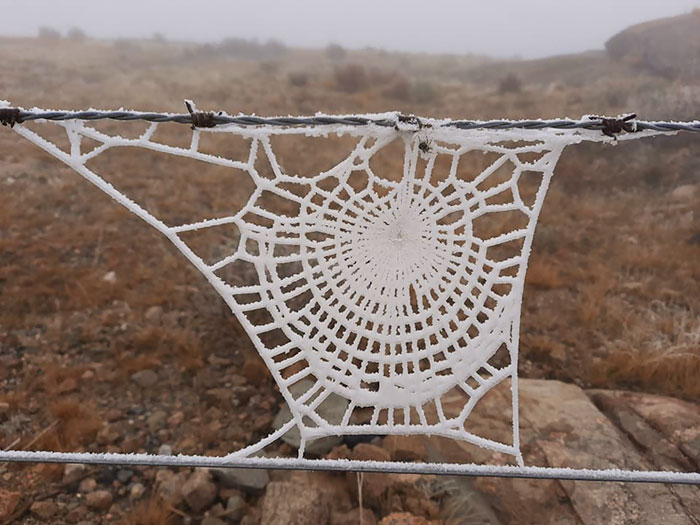 Frozen Spider Web Looks Like A Knitting