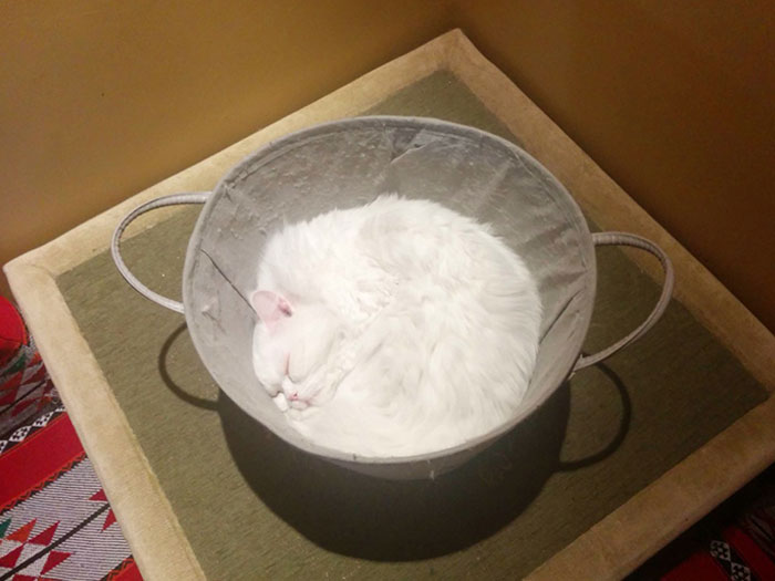 This Cat Looks Exactly Like A Bowl Of Flour