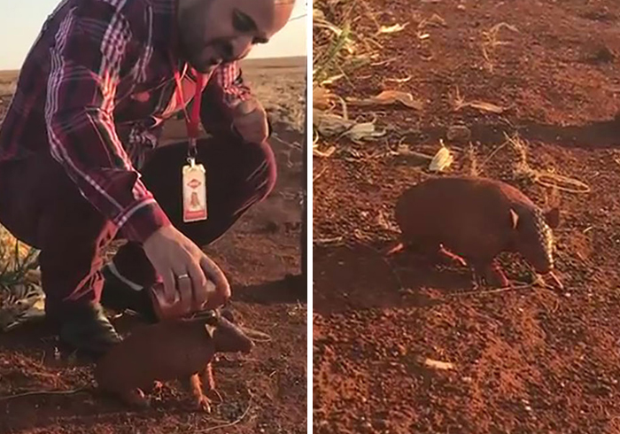 This Thirsty Armadillo Flagged Down A Car To Ask For Help