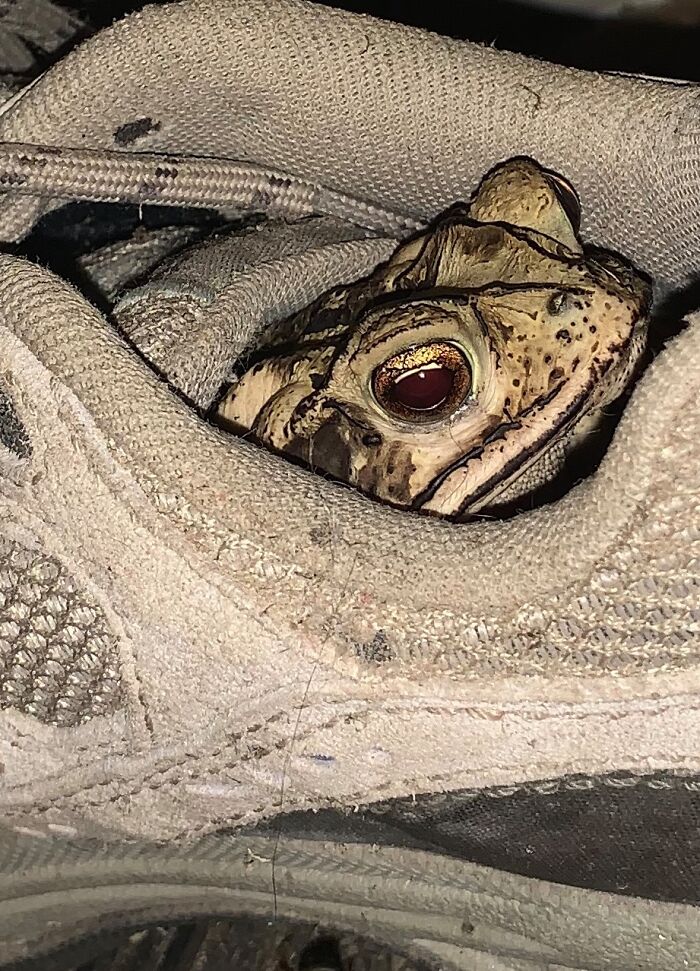 Toad Decides To Live In This Woman's Shoe, So She Takes Their Friendship To The Next Level 