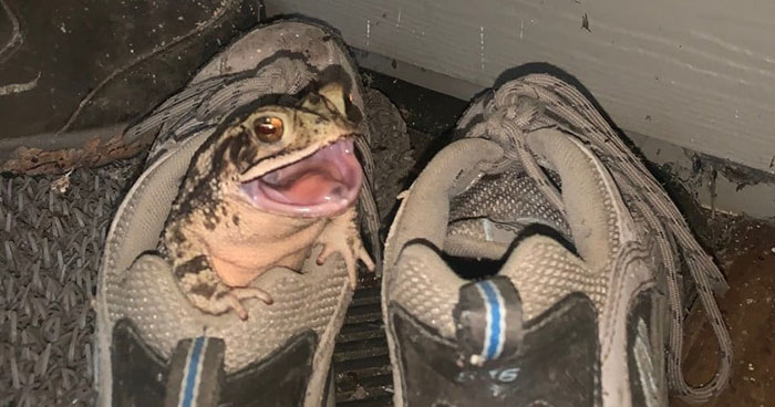 Toad Decides To Live In This Woman’s Shoe, So She Takes Their Friendship To The Next Level
