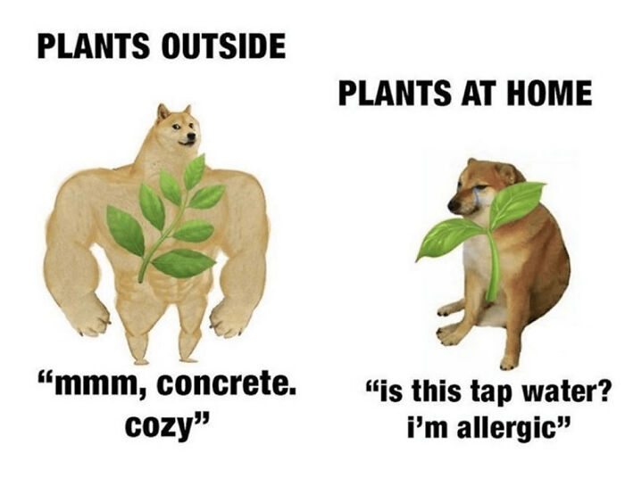 Outside Plants vs. Home Plants