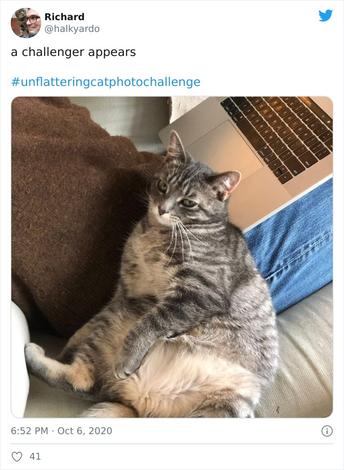 Unflattering-Cat-Photo-Challenge